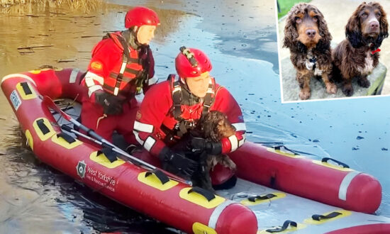 Cocker Spaniel Is Rescued From a Frozen Lake After His Own Puppy Alerts Dog Walker