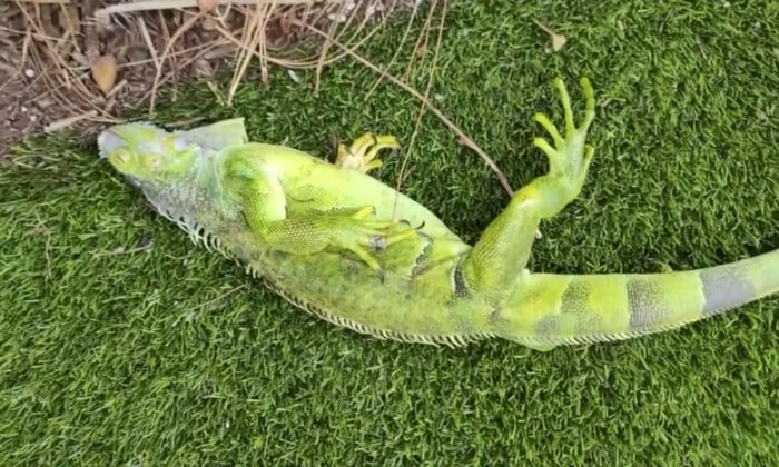 Cold-stunned iguana in Parkland, Fla., on Dec. 25, 2022, in a still from video. (@TesslerSports via AP/Screenshot via The Epoch Times)