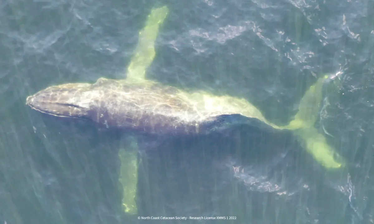 (Courtesy of Bcwhales.org)