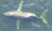 VIDEO: Humpback Whale With Broken Spine Completes Her Last 3,000-Mile Migration to Hawaii