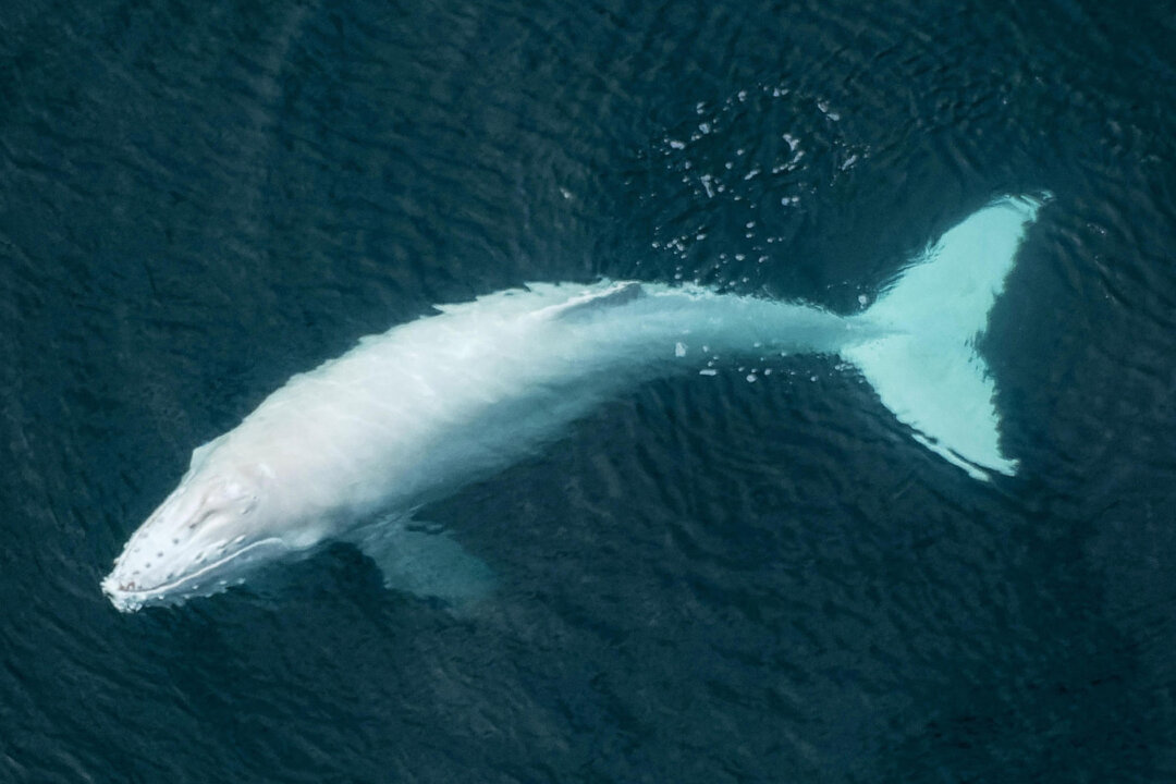Pilot Snaps Aerial Photos of Rare Albino Humpback Whale Calf Swimming ...