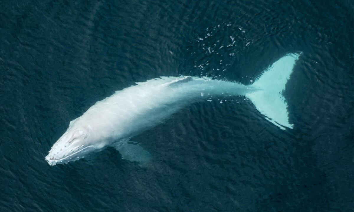 NextImg:Pilot Snaps 'Once-in-Lifetime' Photos of Rare Albino Humpback Whale Calf Swimming With Its Mother
