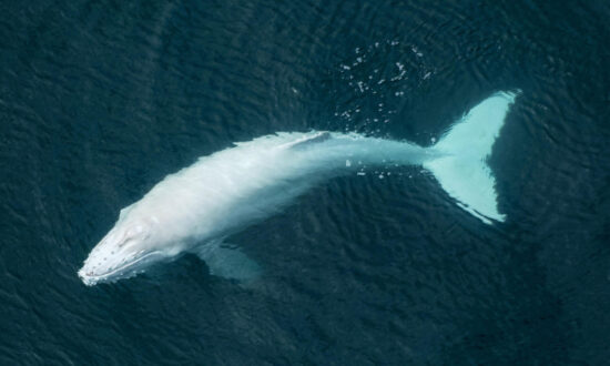 Pilot Snaps Aerial Photos of Rare Albino Humpback Whale Calf Swimming With Its Mother