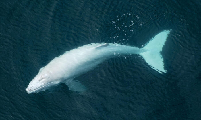 Pilot Snaps 'Once-in-Lifetime' Photos of Rare Albino Humpback Whale Calf Swimming With Its Mother