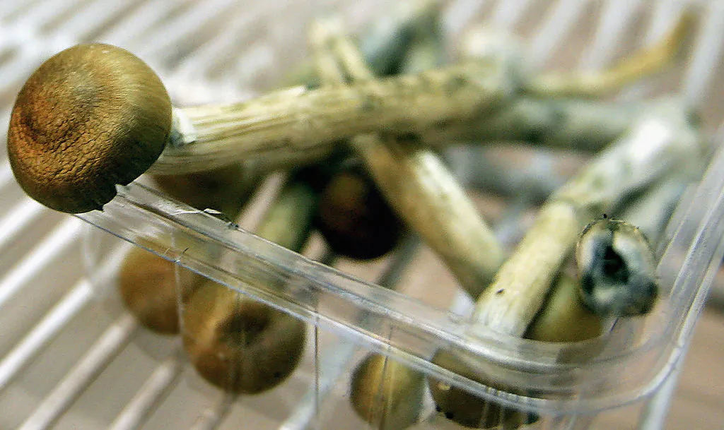 Psychedelic mushrooms sit in a fridge in London, England, on July 18, 2005. (Daniel Berehulak/Getty Images)