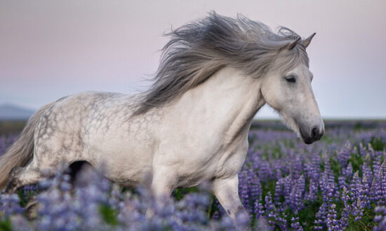 Photographer Takes Mesmerizing Pictures of Icelandic Horses in Beautiful Landscapes