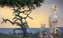Photographer Salutes Action-Packed Cheetahs With Showstopping Photos to Mark International Cheetah Day
