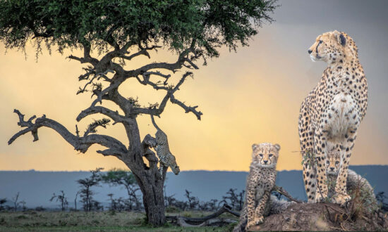 Photographer Salutes Action-Packed Cheetahs With Showstopping Photos to Mark International Cheetah Day