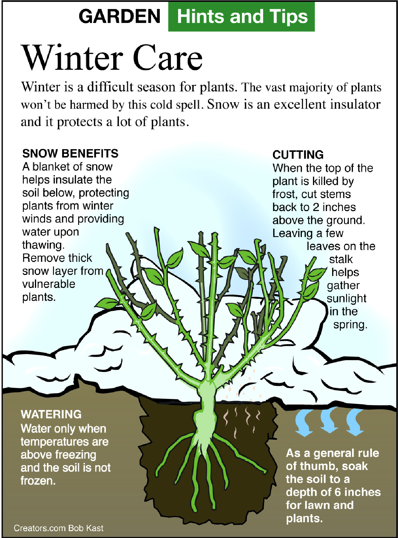 winter plant care tip sheet