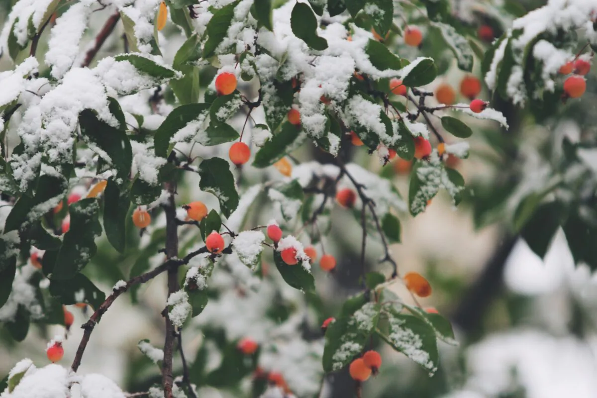 Snow is an excellent insulator, and it protects a lot of plants, but cold and wind are challenges. (John Price/Unsplash)