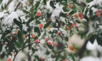Polar Vortex and Plants