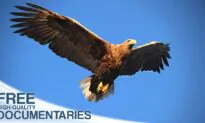 Sea Eagle: King of the Seas