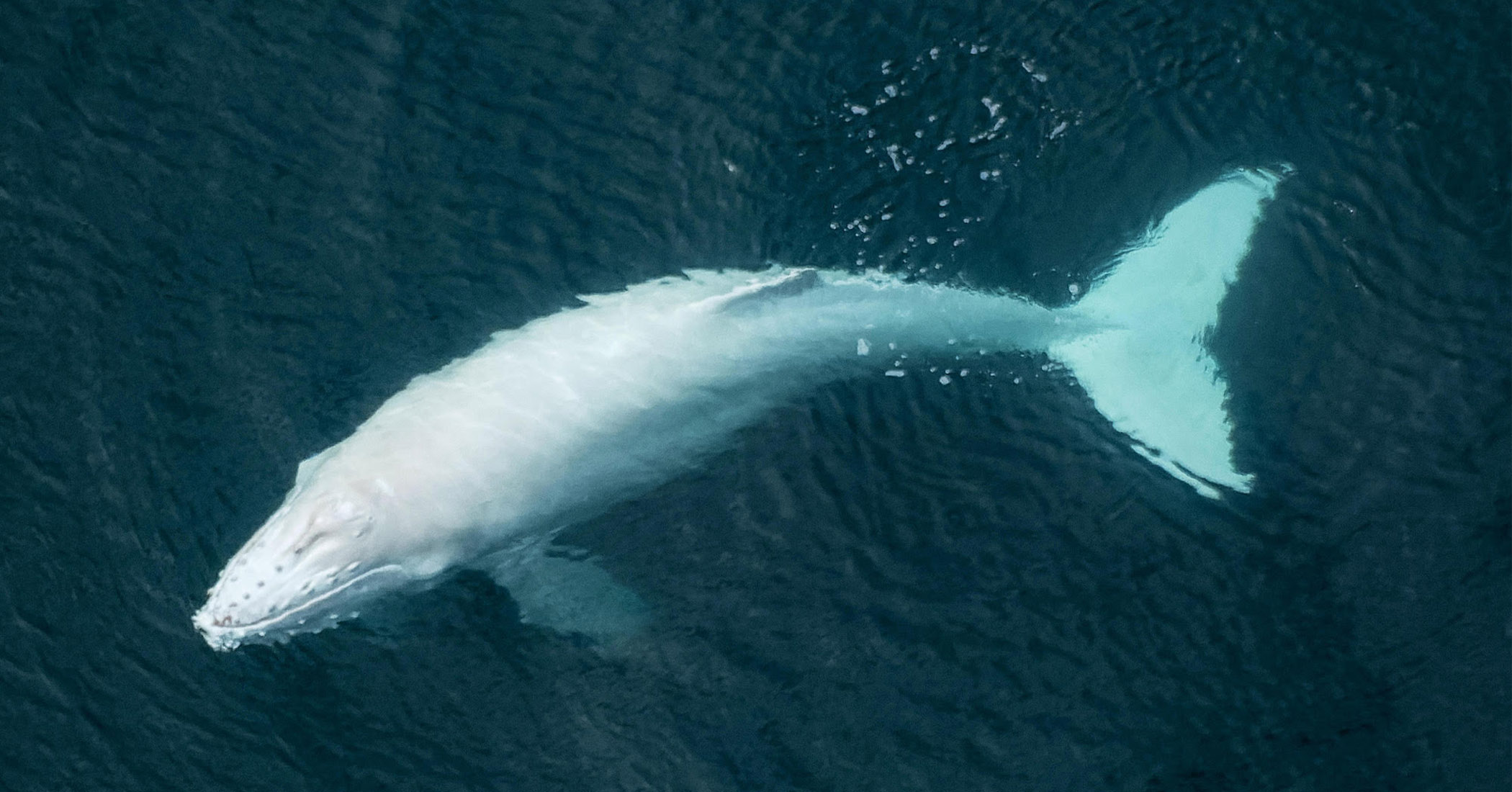 Photo of El piloto toma fotografías aéreas de raras crías de ballena jorobada albina nadando con su madre