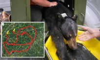 Black Bear Relocated for Her Own Good Treks 1,000 Miles, Crosses 4 States to Return to Her Favorite Park