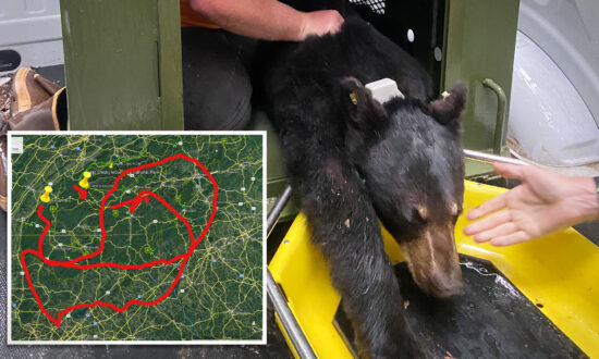 Black Bear Relocated for Her Own Good Treks 1,000 Miles, Crosses 4 States to Return to Her Favorite Park