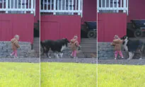 ‘He’s Always Right There’: Dog Protects Toddler From Any Danger by Putting Himself in Front of Her