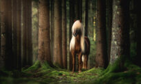 Icelandic Horses: Fairytale-Like Photos of One of the World’s Oldest and Purest Horse Breeds