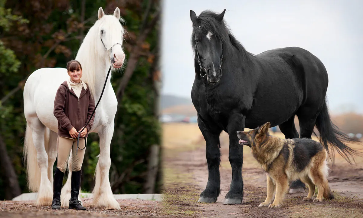 Left: (Alexia Khruscheva/Shutterstock); Right: (korolenok/Shutterstock)