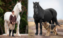 PHOTOS: 10 Tallest and Most Powerful Horse Breeds on the Planet