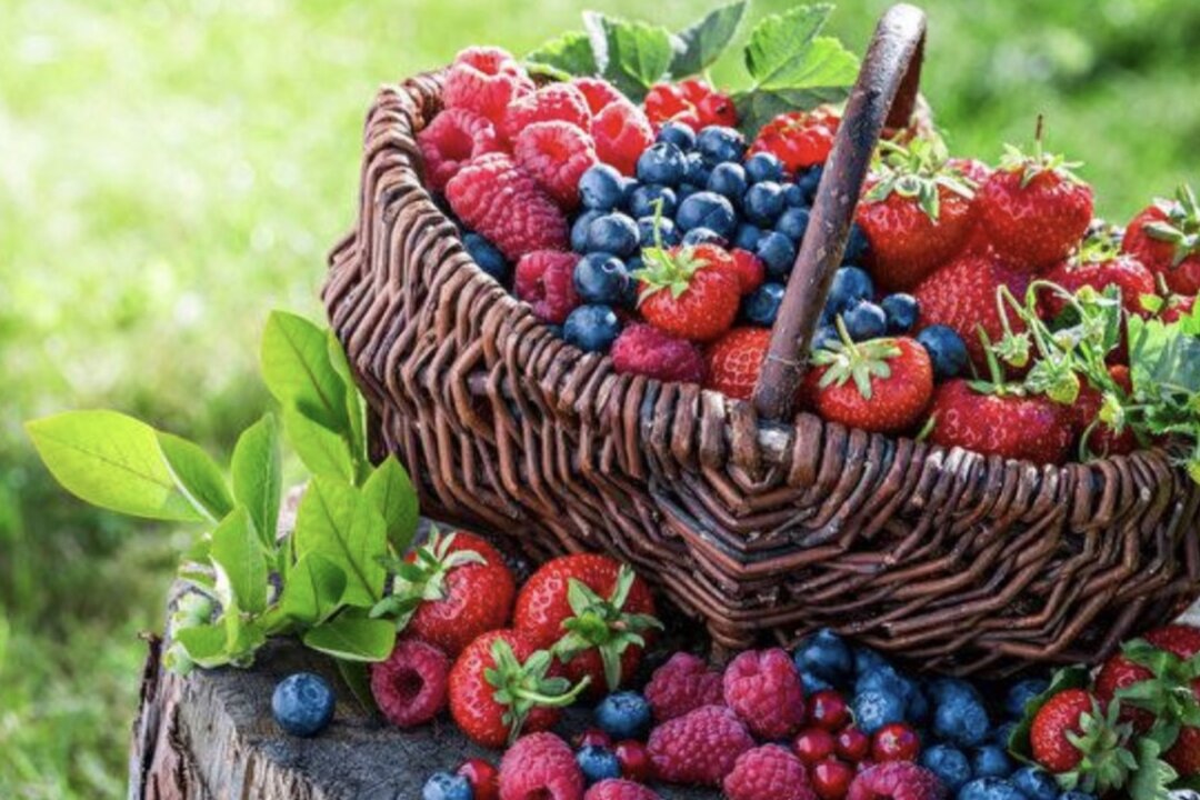 Blueberry–A Natural Vascular Scavenger That Helps Prevent Heart Disease