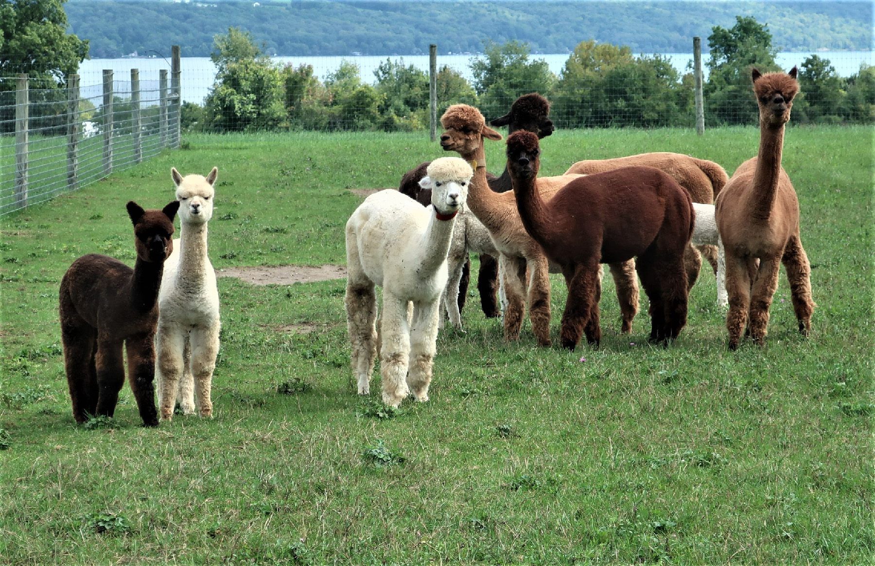 Visitors to Cabin View Alpaca Farm near Ithaca, New York, get to interact with the adorable creatures.