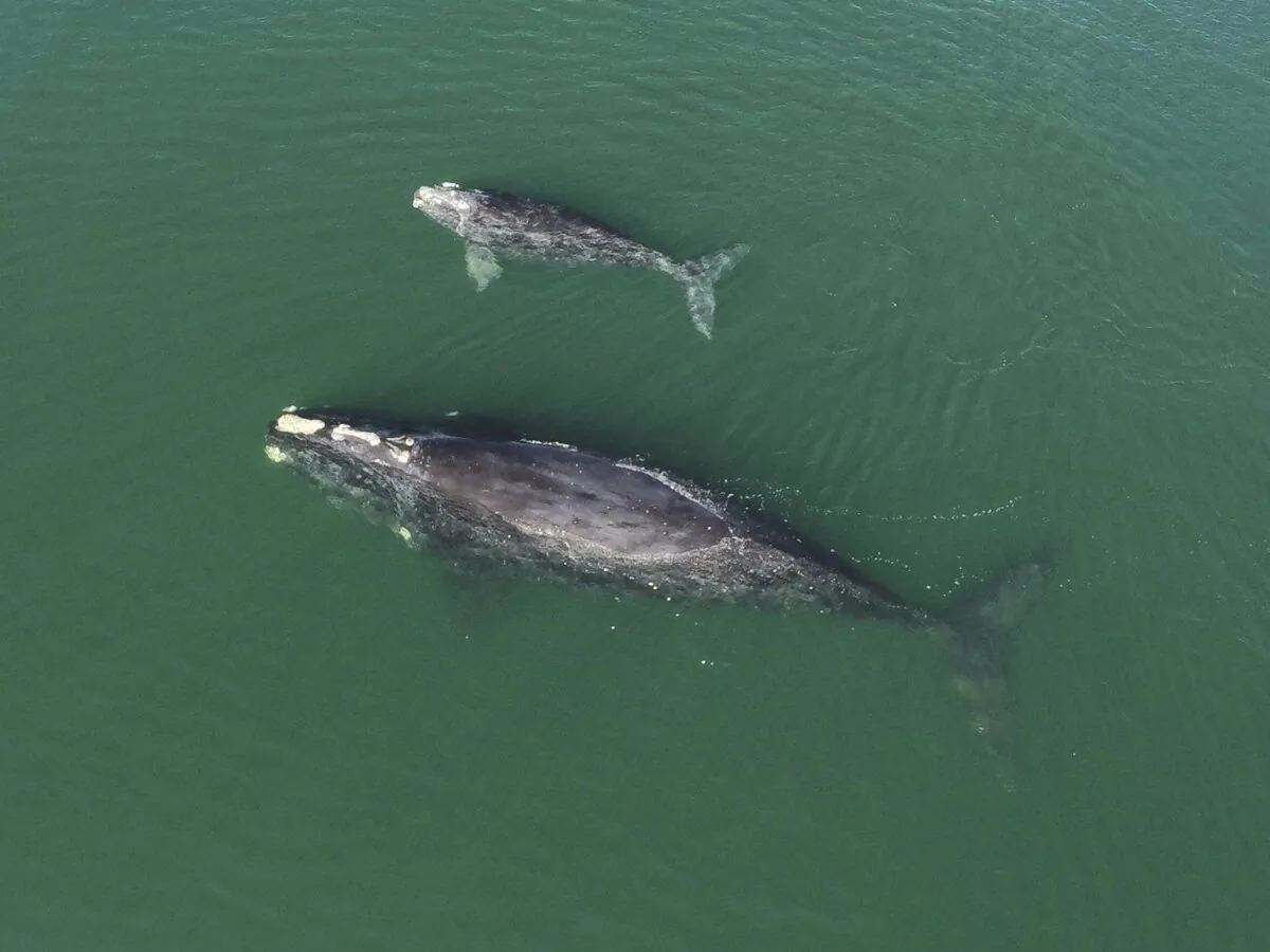 A North Atlantic right whale mother and calf in waters near Wassaw Island, Ga., on Jan. 19, 2021. (The Canadian Press/AP-Georgia Department of Natural Resources)