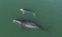 Birth of Nine Calves Sparks Hope for Endangered North Atlantic Right Whales