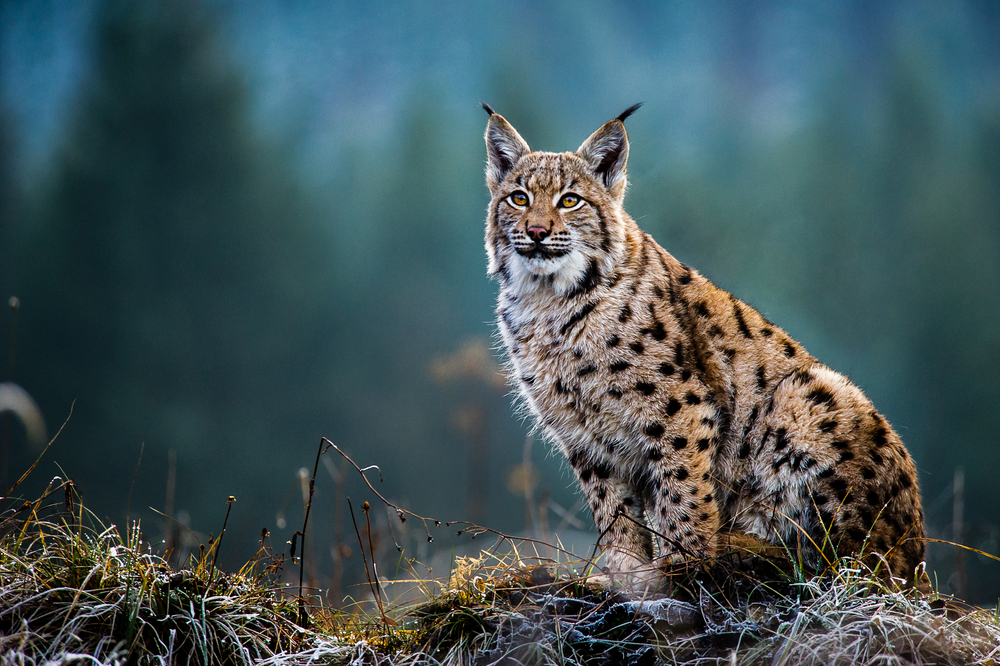 Eurasian,Lynx