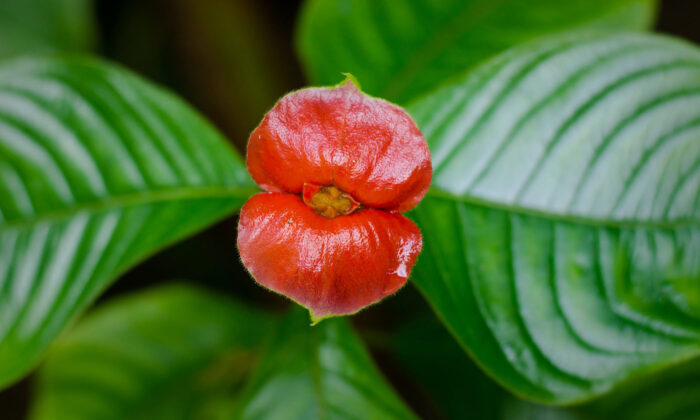 PHOTOS: The Tropical Psychotria Elata Might Just Be the World's Most Kissable Plant