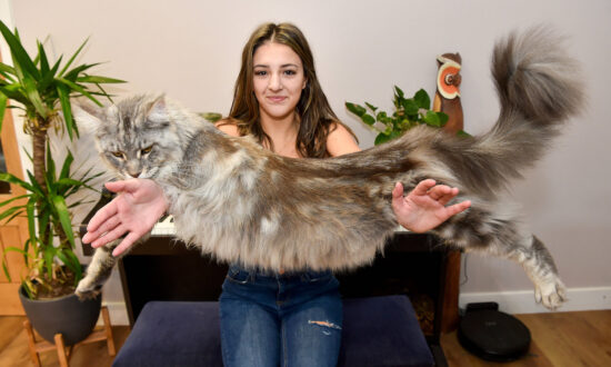 PHOTOS: Everyone Thinks This Enormous 24-Pound Cat Is a Lion, and He’s Still Growing