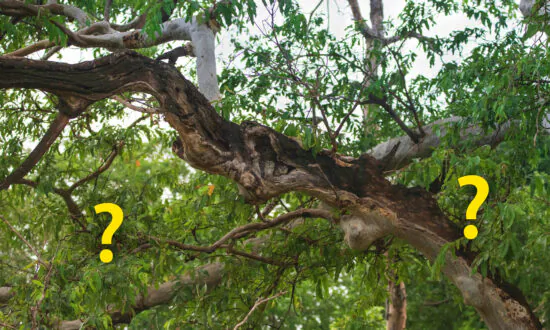 ‘Masters of Camouflage’: Photographer Spots Scops Owls in Their Natural Habitats—Can You Spot Them?