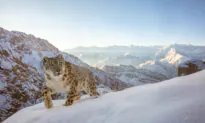 Nature Photographer of the Year Reveals Riveting Winning Pictures From 20,000 Entries From Across the World