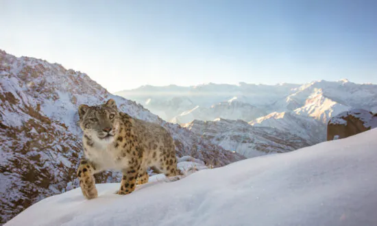 Nature Photographer of the Year Reveals Riveting Winning Pictures From 20,000 Entries From Across the World