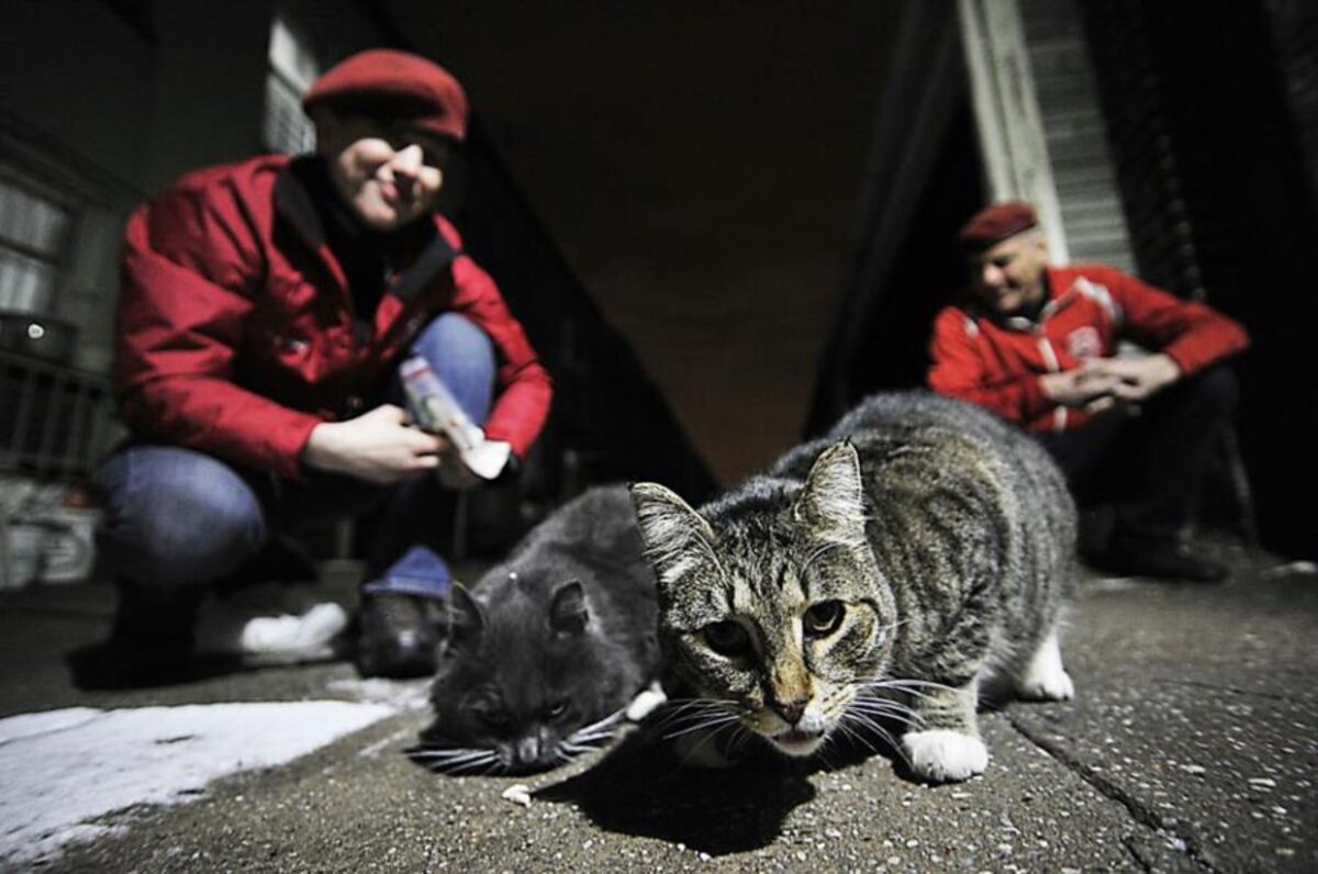 Curtis Sliwa and Guardian Angels Return to NYC Mayor's Building With Feral Cats to Fight Rats