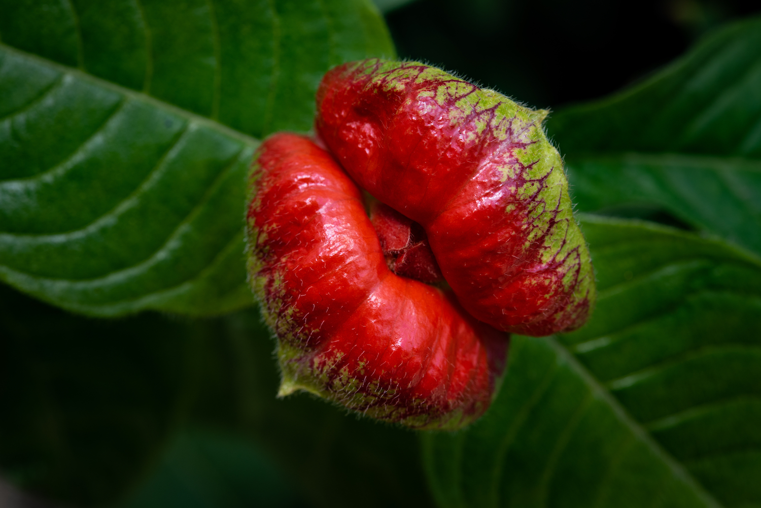 Photos The Tropical Psychotria Elata Might Just Be The Worlds Most