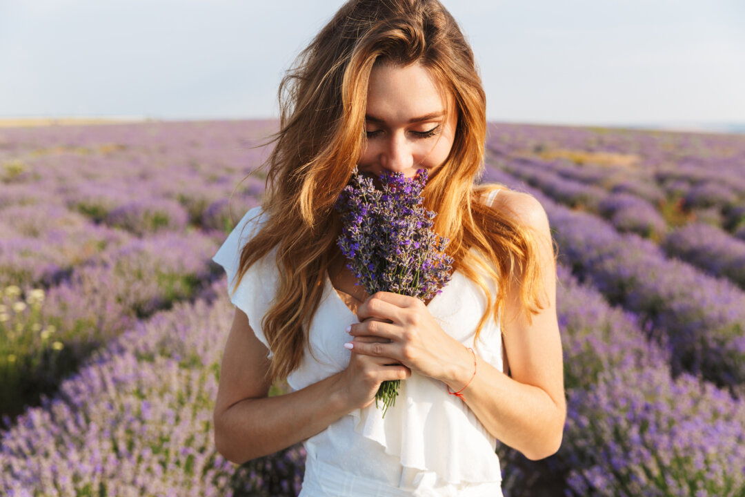 Ontario is home to a wide array of lavender farms. Heres are five you won't want to miss. (Dean Drobot/Shutterstock)
