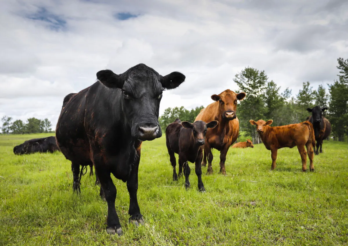 Cows and their calves on a farm near Cremona, Alta., on June 26, 2019. (Jeff McIntosh/The Canadian Press)