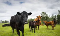 Canadian Farms Use 3 Times More Antibiotics Than Those in EU: Federal Report