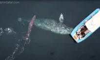 Whale Watching Enthusiasts in Dana Point Treated to Baby Calf Birth