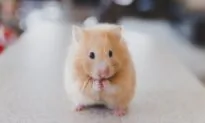 Hamsters Prefer Large Metal Exercise Wheels