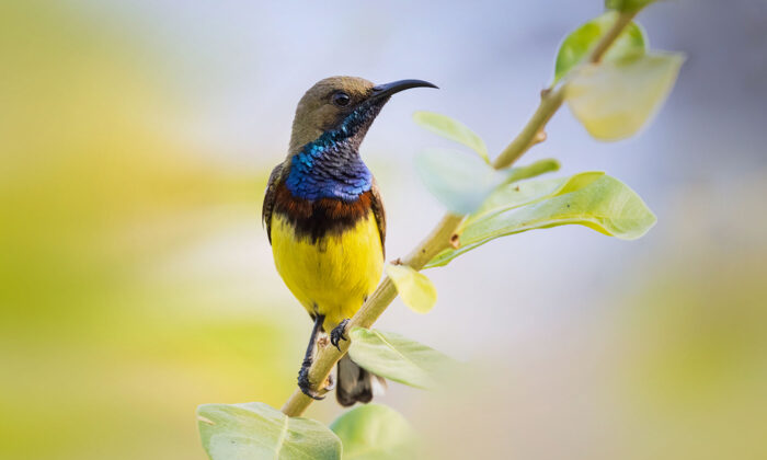 The Metallic Blue and Yellow Olive-Backed Sunbird Has a Secret Feature Tucked Beneath Its Wings