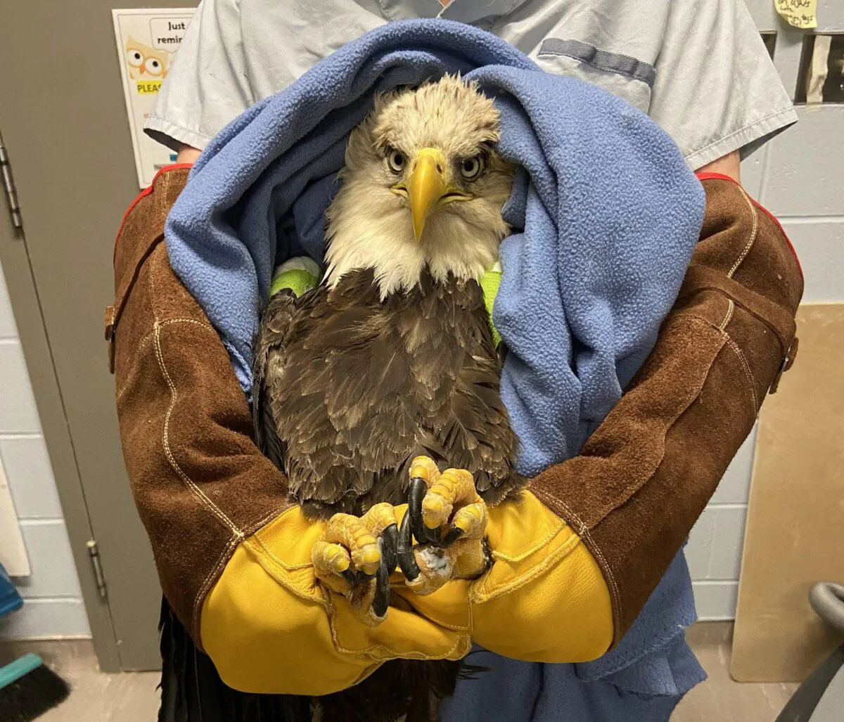 The bald eagle that was brought into the Atlantic Veterinary College hospital in Prince Edward Island after being hit by a car in Oct. 2021 is shown in a handout photo. (The Canadian Press/HO-Atlantic Veterinary College)