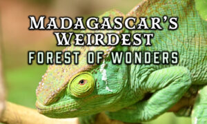 Madagascar’s Weirdest: Forests of Wonders