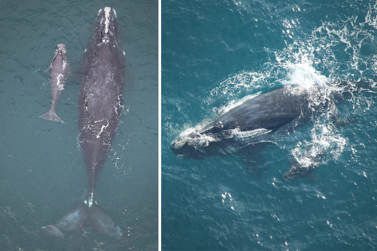 Left: (Georgia Department of Natural Resources, NOAA permit #21371-04); Right: (Clearwater Marine Aquarium Research Institute, taken under NOAA permit #20556)
