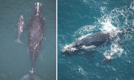 VIDEO: Meet the First Right Whale Calves of the Season—But With 70 Moms Alive, It’s Far Too Few