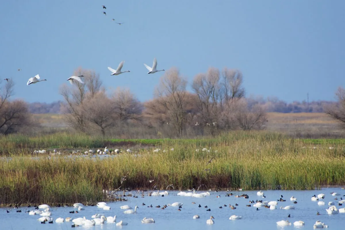Tundra swans fly over a wetland habitat in the San Luis National Wildlife Refuge. (Courtesy of Karen Gough)