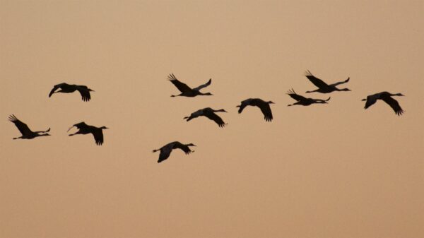 Epoch Times Photo