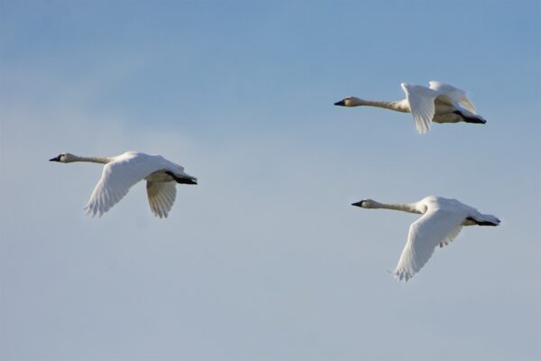 Epoch Times Photo