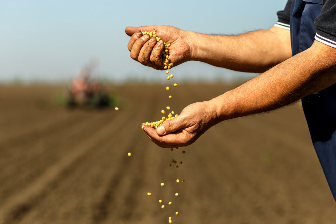 When taken together, partially hydrogenated GE soybean oil becomes one of the absolute worst types of oils you can consume (Zoran Zeremski/Shutterstock)