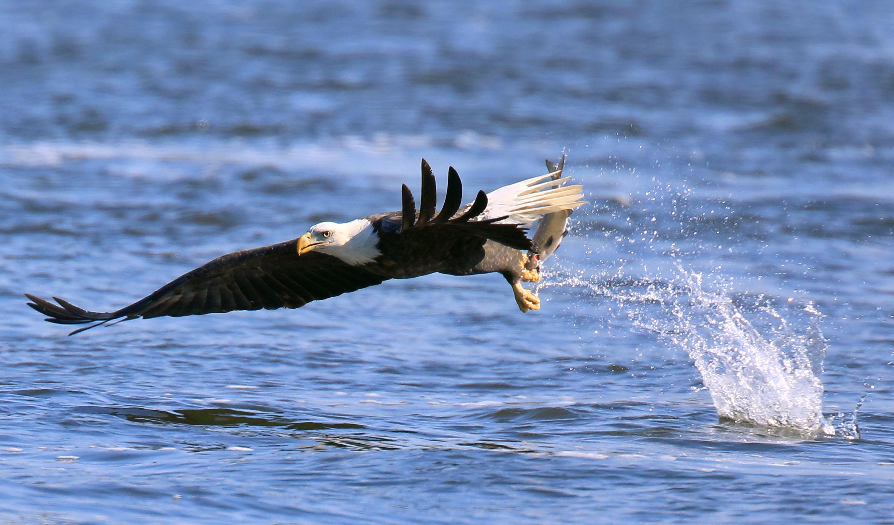 An eagles snags a fish in his talons as it swoops low over the Mississippi River in Clarksville, Missouri